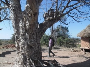 Gokwe baobab