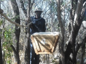 gokwe beehive