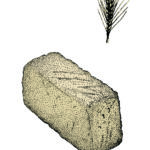 Card Carbs 8