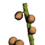 Card Fruit 10