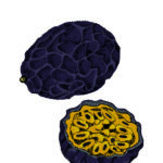 Card Fruit 11