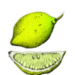 Card Fruit 12