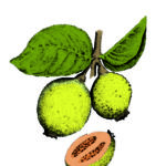 Card Fruit 2