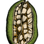 Card Fruit 3