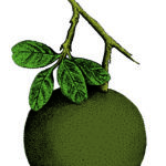 Card Fruit 6