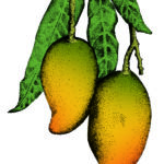 Card Fruit 8