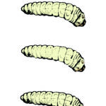 Card Protein10