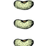 Card Protein11