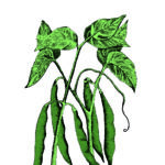 Card Protein5