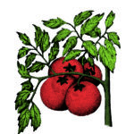 Card Veg10