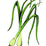 Card Veg11