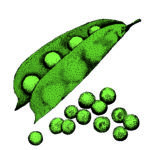 Card Veg12