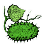 Card Veg6
