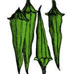 Card Veg7