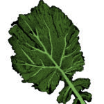 Card Veg9