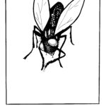 flies